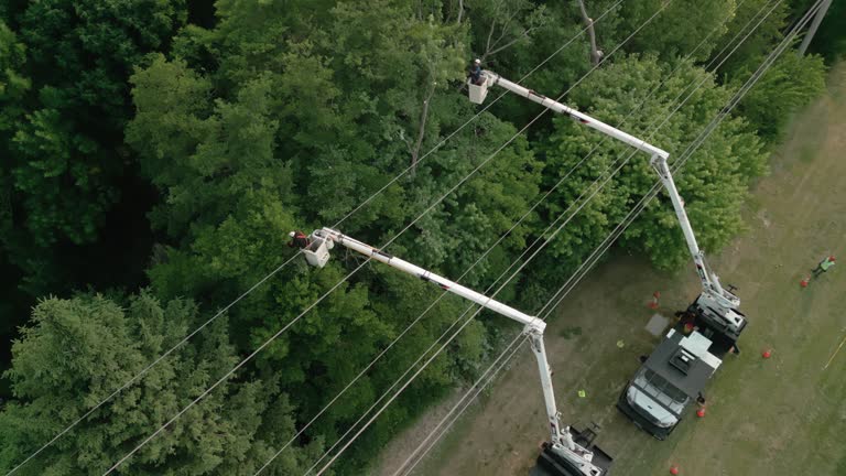 Reliable Park Center, CO Tree Removal Solutions